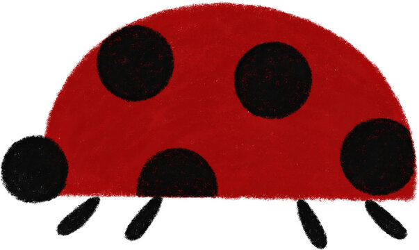 ladybug on a white background