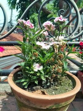 Flowers in remote Tokha of Nepal