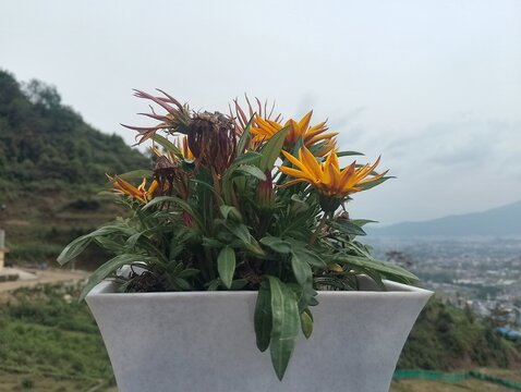 Flowers in remote Tokha of Nepal