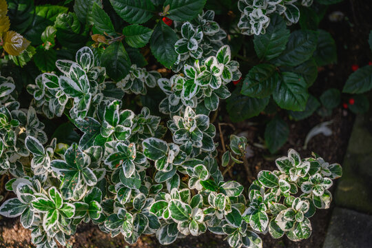 Top view of Euonymus fortunei Emerald Gaiety leaves with white variegated margins