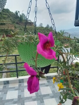 Flowers in remote Tokha of Nepal