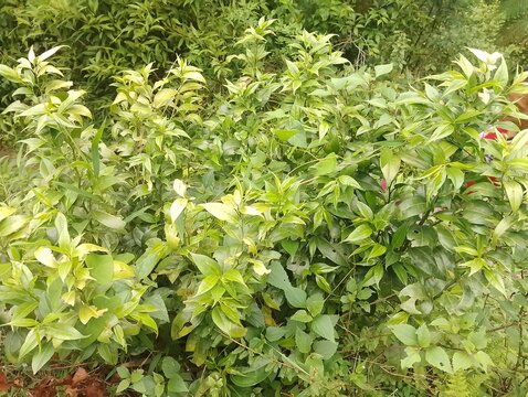 Flowers in remote Tokha of Nepal