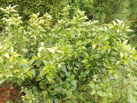 Flowers in remote Tokha of Nepal