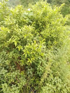 Flowers in remote Tokha of Nepal