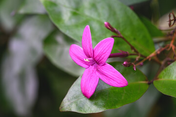 Obraz premium Close up of Pseuderanthemum laxiflorum (Shooting Star) purple flowers blooming with green leaves