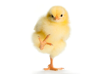 Cute fluffy yellow baby chick standing on one leg © Sujoy