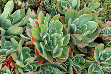 Obraz premium Succulent plants growing in the garden.