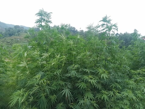 Green hemp field in Tokha Nepal