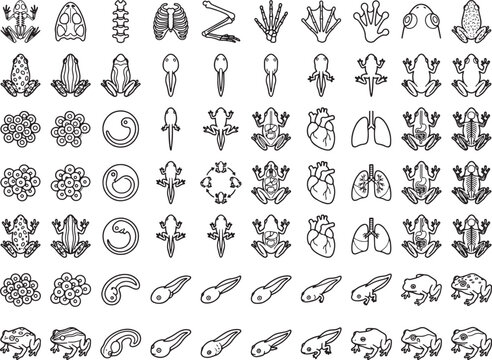 A comprehensive illustration of the frog life cycle, showcasing various stages from egg and tadpole to adult frog, alongside anatomical diagrams of its heart and lungs.