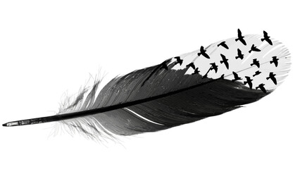 Black and White Feather Transforming Into Flying Birds © ISLAH