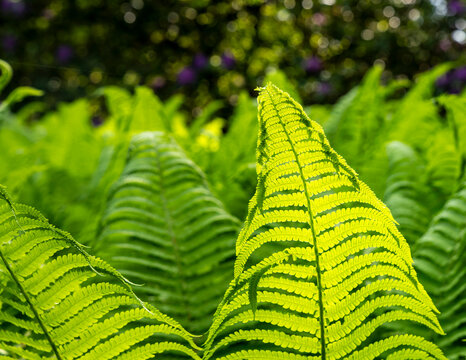 Botanik und Natur, Echter Wurmfarn (Dryopteris filix-mas) und Rhododendronbl&uuml;te im Berliner Tiergarten Park, Berlin, Deutschland