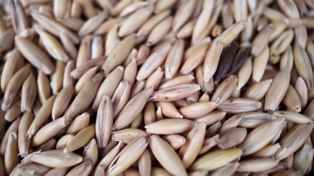 Smooth slow motion tracking shot gliding over a pristine pile of raw unpeeled haver seeds on a white backdrop, focusing closely on the premium selection texture.