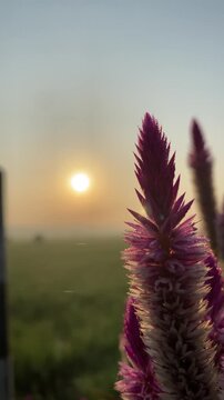 Beautiful celosia flower close up with sunrise over green rice field background