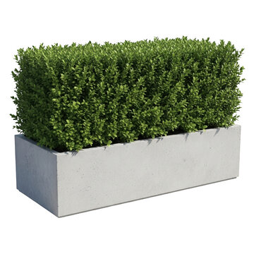 Rectangular boxwood hedge in a modern white planter isolated on transparent background