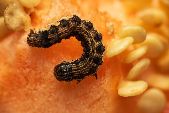 Cotton bollworm, helicoverpa armigera moth caterpillar eating red pepper. Pest insect, butterfly in vegetable, agriculture problem