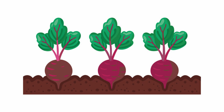 three beets growing in soil vector beet