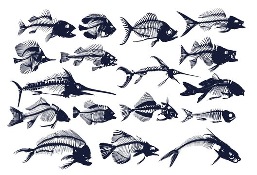 A big Set Skeletons of predatory sea fishes.
