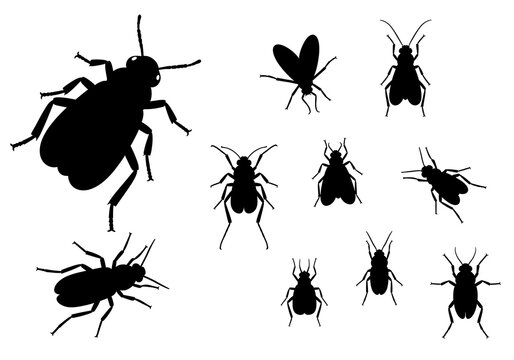 Black Beetle Silhouettes on White Background