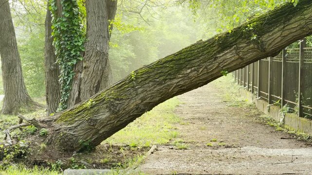 A large uprooted tree leans at an angle across a paved pathway. A black metal fence runs along the path next to lush green foliage. A soft, bright mist fills the background forest.