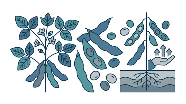Soybean plant, pods, beans, and growth illustration