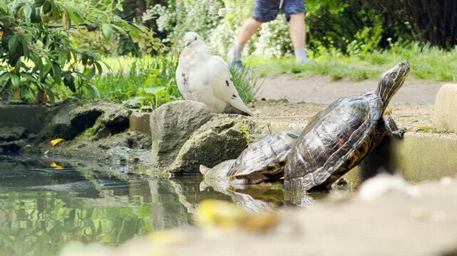 A turtle stretches to bask next to a perched white pigeon while a person walks past in the background. The walker's soft footsteps on dirt mix with the steady hum of the park.