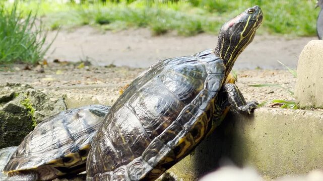 A turtle extends its long neck high into the air while resting on a stone step. Its wet shell reflects the sunlight amidst the continuous, gentle hum of a spring park.