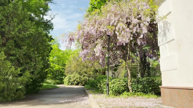 A large wisteria vine hangs over a paved park walkway next to a building. The gentle spring breeze stirs the heavy purple clusters, producing a soft rustling sound.