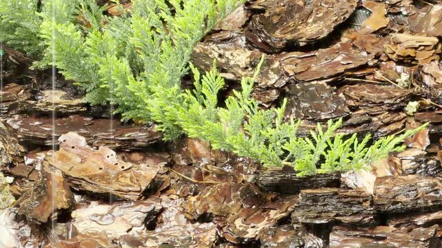 Heavy rain falls on a vibrant green juniper shrub nestled among dark, wet pine bark mulch. The downpour creates a gentle, rhythmic pattering sound as droplets strike the needles and wood.