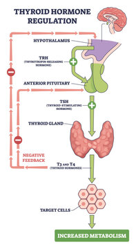 Thyroid hormone regulation visualizes the hypothalamus pituitary thyroid axis, showing TRH, TSH, and T3-T4 feedback to drive metabolism, key objects, brain, pituitary, thyroid gland. Outline diagram