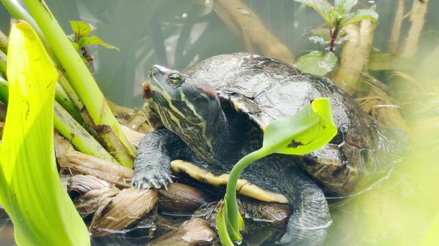 A large red-eared slider turtle rests quietly on a bundle of wet branches. It is surrounded by bright green aquatic plants and murky pond water.