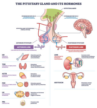 Pituitary gland hormones diagram showing hypothalamus control of anterior and posterior lobes, main objects, pituitary, hypothalamus, lobes, concept, endocrine regulation. Outline diagram