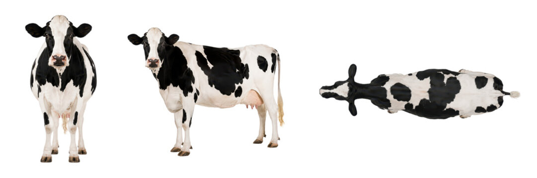 Holstein dairy cow isolated on a white background, shown in front, side, and top views. Black and white cattle breed commonly used in dairy farming, livestock management, agricultural projects, veteri