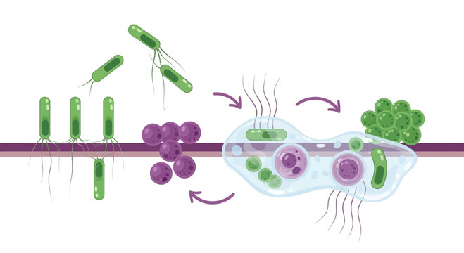 Microorganism life cycle, bacteria, amoeba, science illustration