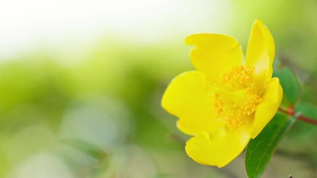初夏の爽やかな風に揺れるキンシバイの黄色い花とぼやけた緑の背景素材