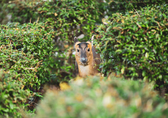 closeup of a roe deer in the woods © Muren