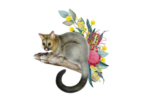 Watercolor brushtail possum with native flowers and foliage isolated. Hand drawn Australian wildlife illustration for nursery decor, children books, educational resources and nature inspired branding