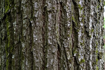 Fototapeta premium A close up of the bark of a tree with green moss