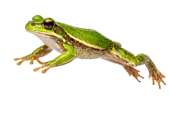 Vibrant green frog in mid-leap on png isolated transparent black background amphibian