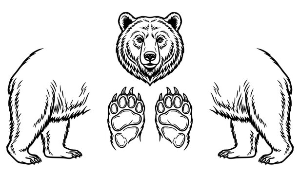 Black and White Bear Paws Hind Legs and Bear Face Vector Illustration Set
