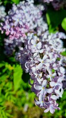 Obraz premium Lilac blooms (Syringa vulgaris) exhibiting clusters of flowers with five petals each, in shades of light purple. The flowers are densely packed, creating a lush and fragrant display. 