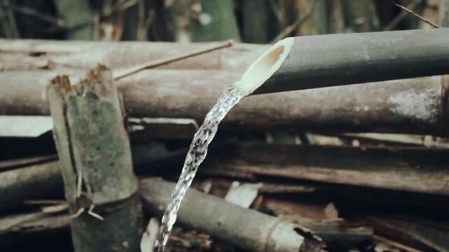 Bamboo pipe in the forest