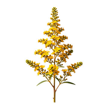 Elegant solidago flower on white background in a full shot illustration