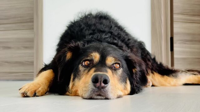 Dog lounging on a smooth floor with a slight head tilt near a wooden door frame