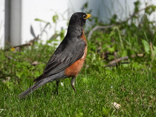 Fototapeta premium American Robin Standing in Sunlit Grass