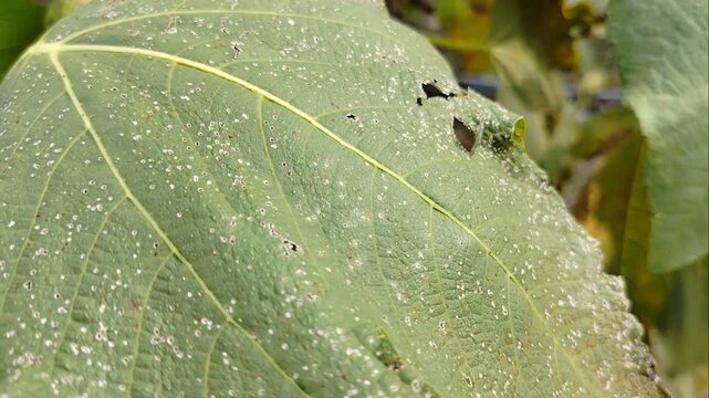 Tien fruit leaves affected by plant pests