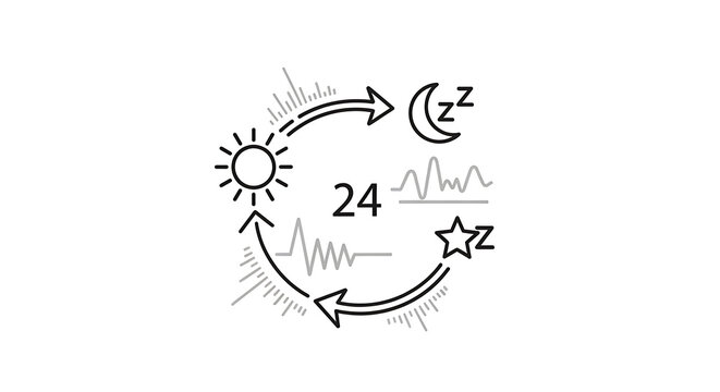 Circadian rhythm 24 hour cycle icon with sun, moon, star and biological activity wave patterns