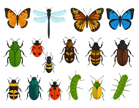 Colorful Insect Collection Arranged on White Background with Butterflies Beetles and Caterpillars