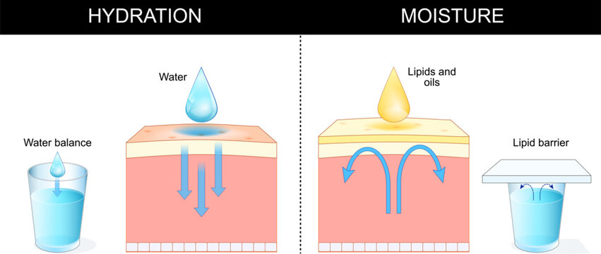 Comparing hydration like Water balance vs moisture like Lipid barrier in skin care.