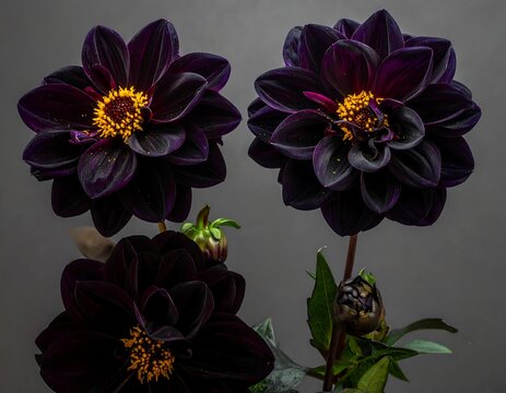 Dark Purple Dahlia Flowers Blooming Against Gray Studio Background