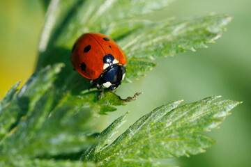 Fototapeta premium Ladybug sits on a leaf